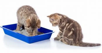 Best Cat Litter for Multiple Cats: Keeping a Busy Litter Box Fresh