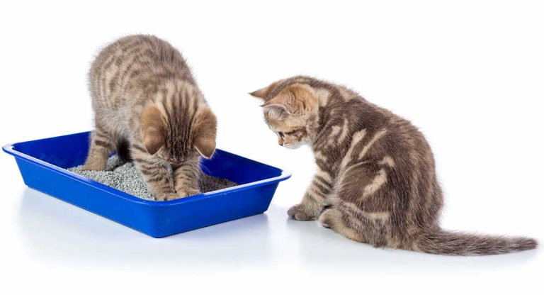 best cat litter for multiple cats