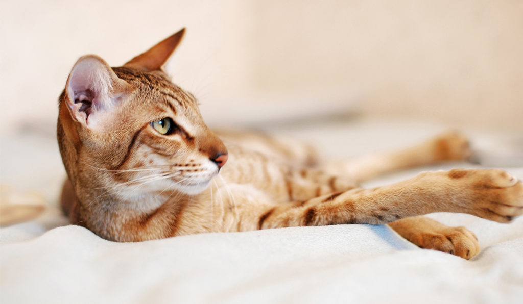 oriental shorthair cat with pointed face