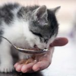 best cat food for allergies