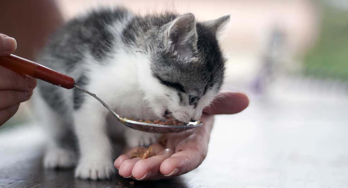 best cat food for food allergies