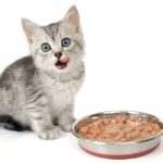 best wet kitten food