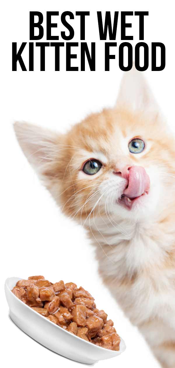 Best Wet Kitten Food What Is Best For Your New Bundle Of Fluff 