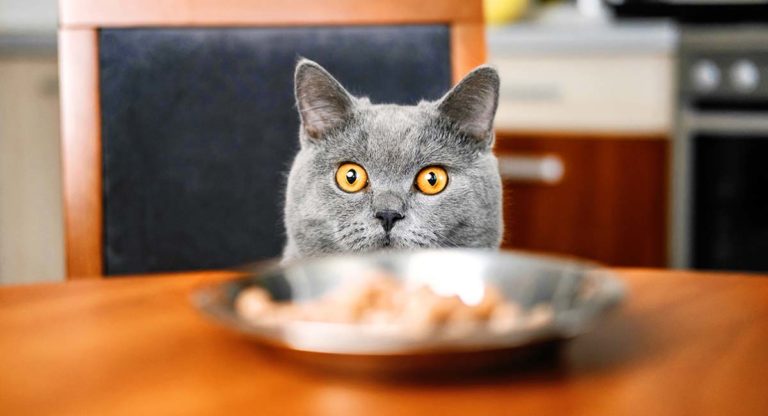 high calorie cat food