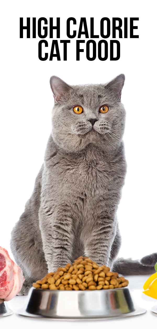 Best High Calorie Cat Food To Keep Your Pet Happy And Healthy
