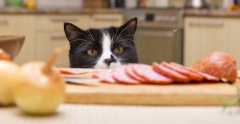 The Best Limited Ingredient Cat Food: Top Choices for Picky Pets