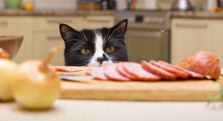 limited ingredient cat food