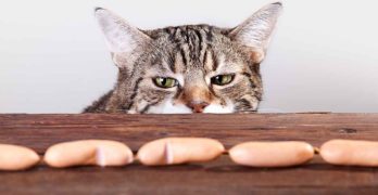 What Do Cats Eat? From the Wild to Modern Meals