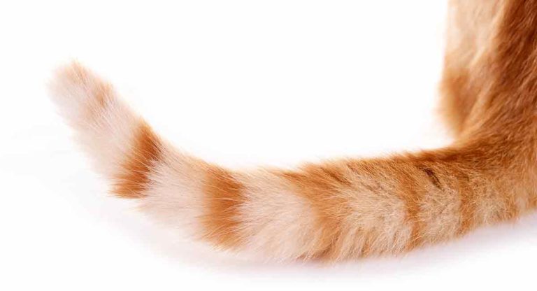 cat body language