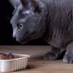 best canned cat food for indoor cats