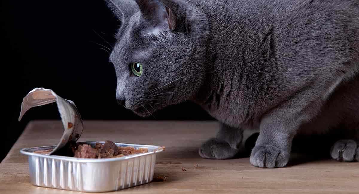 best canned cat food for indoor cats