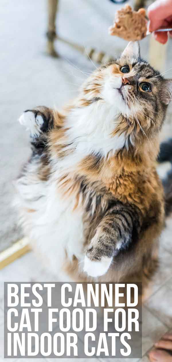 Best Canned Food For Cats / Diet Tips for Diabetic Pets | ADW Diabetes / We look at the ingredients and give you a wide range to choose.