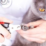 best cat nail clippers