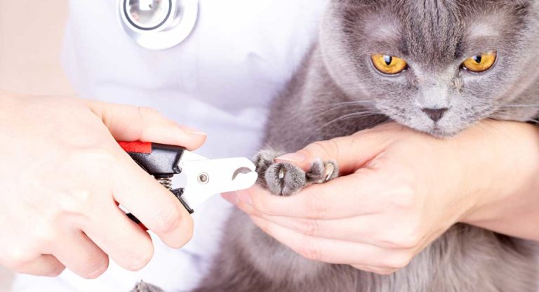 best cat nail clippers