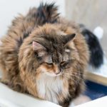 best litter box for large cats