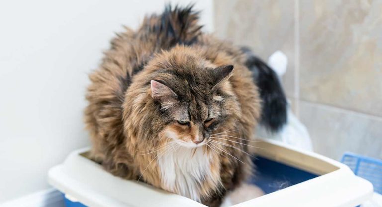 best litter box for large cats