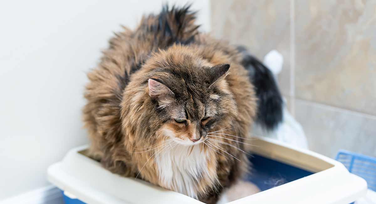 best litter box for large cats