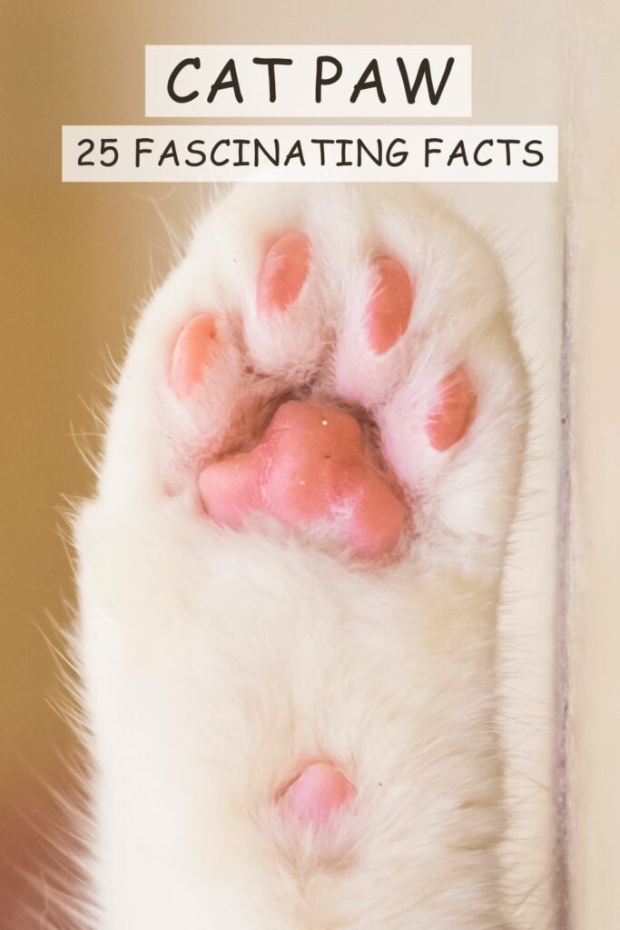 photo of a white cat paw