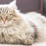 do male cats have nipples