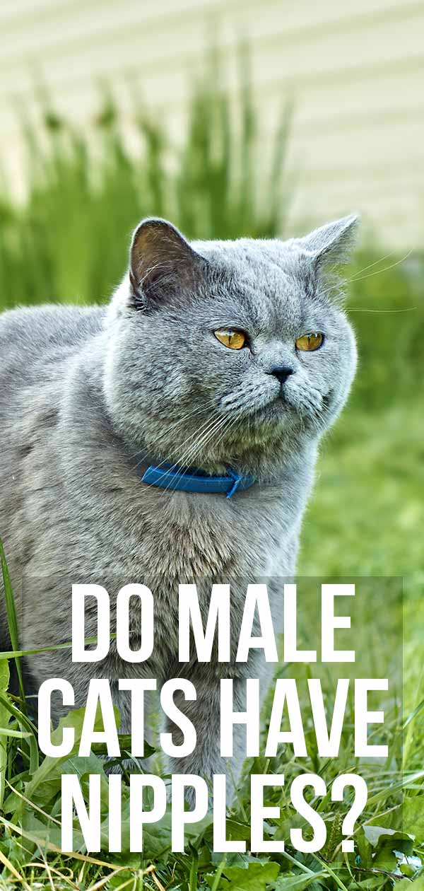 do male cats have nipples