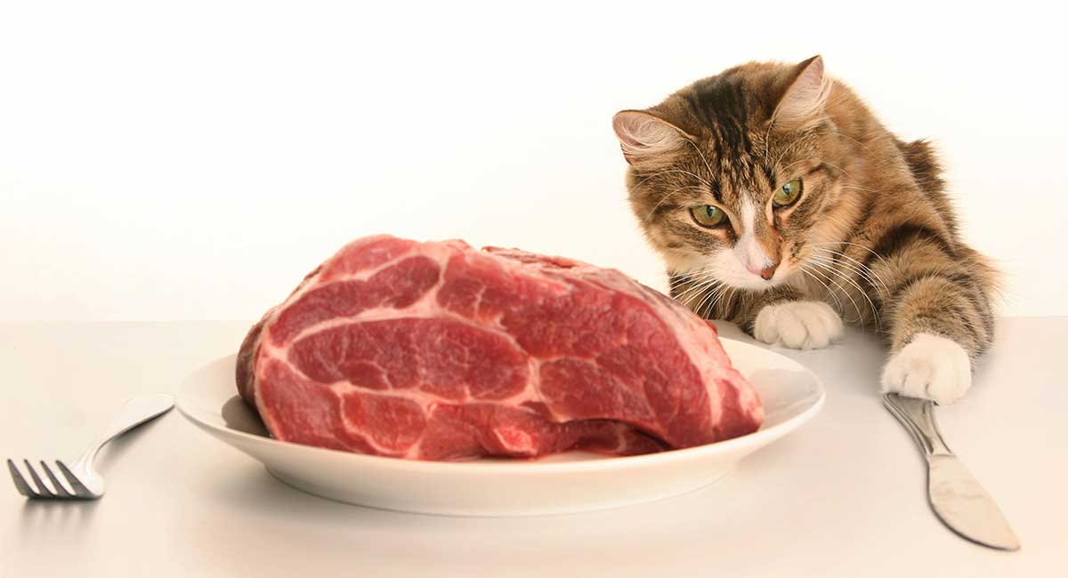 feeding cats raw beef