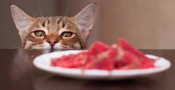 Best High Protein Dry Cat Food Choices For Healthy Kitties