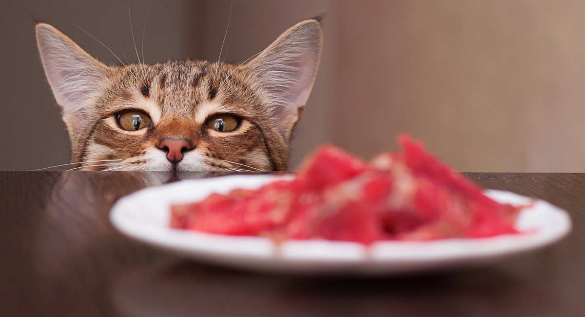 Best High Protein Dry Cat Food Choices For Healthy Kitties
