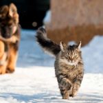 how fast can a cat run