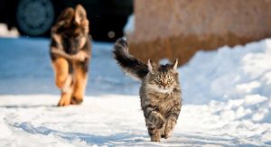 domestic cat running speed