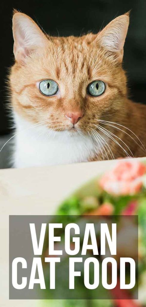 Vegan Cat Food - Can You Feed A Cat A Meat And Dairy Free Diet?
