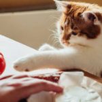 what human food can cats eat