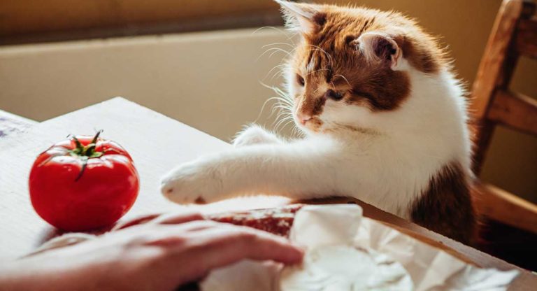 what human food can cats eat