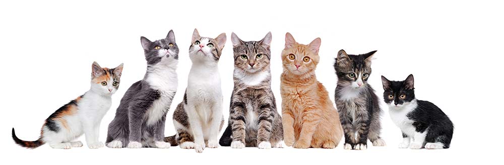 cat banner