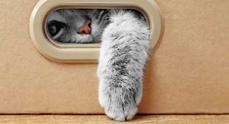 cat paw