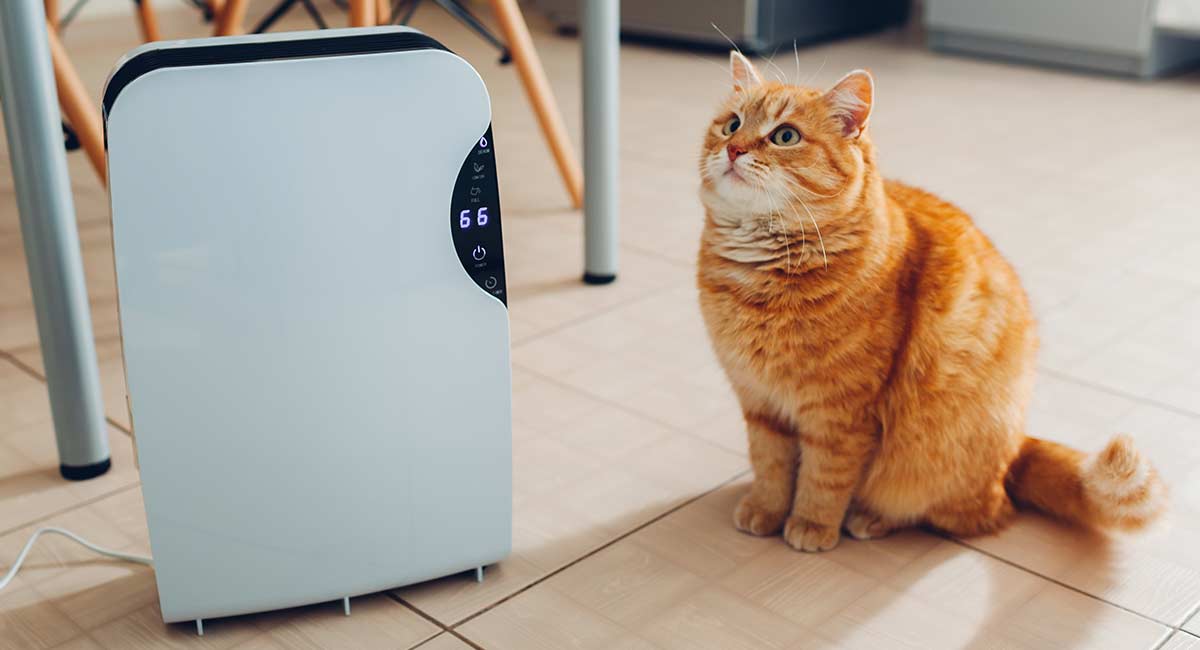 Best Air Purifier For Pets Dander Removal For Allergy Sufferers
