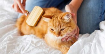 best cat brush