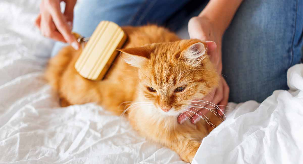 Best Cat Brush Find The Best Brush For Your Cat