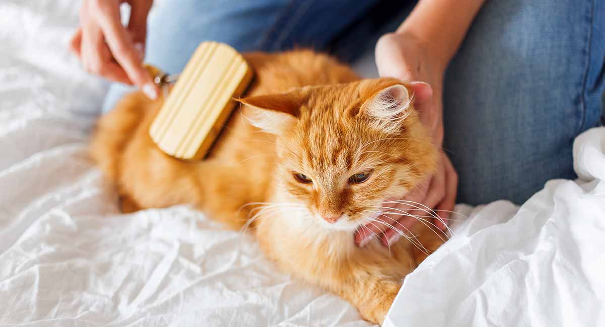 rubber brush for cats