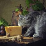 can cats eat cheese