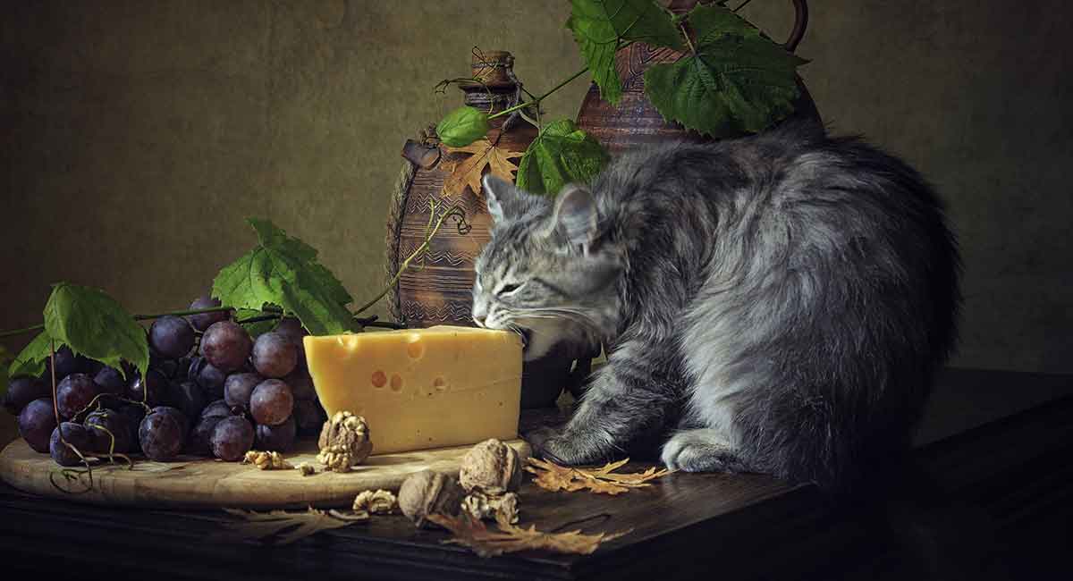 can cats eat cheese