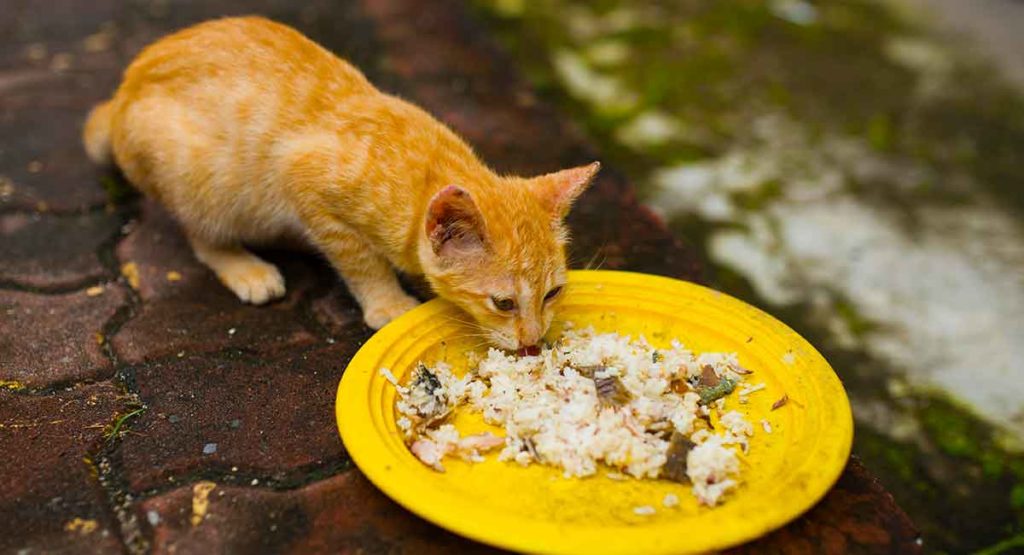 Can Cats Eat Rice From Boiled Rice Meals To Cat Food Fillers