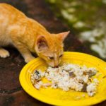 can cats eat rice