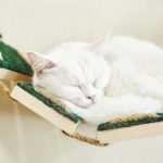 Cat Wall Shelves