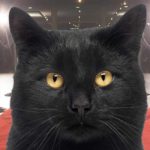 famous black cat names