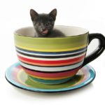 Teacup Cats And Miniature Cats - A Complete Guide