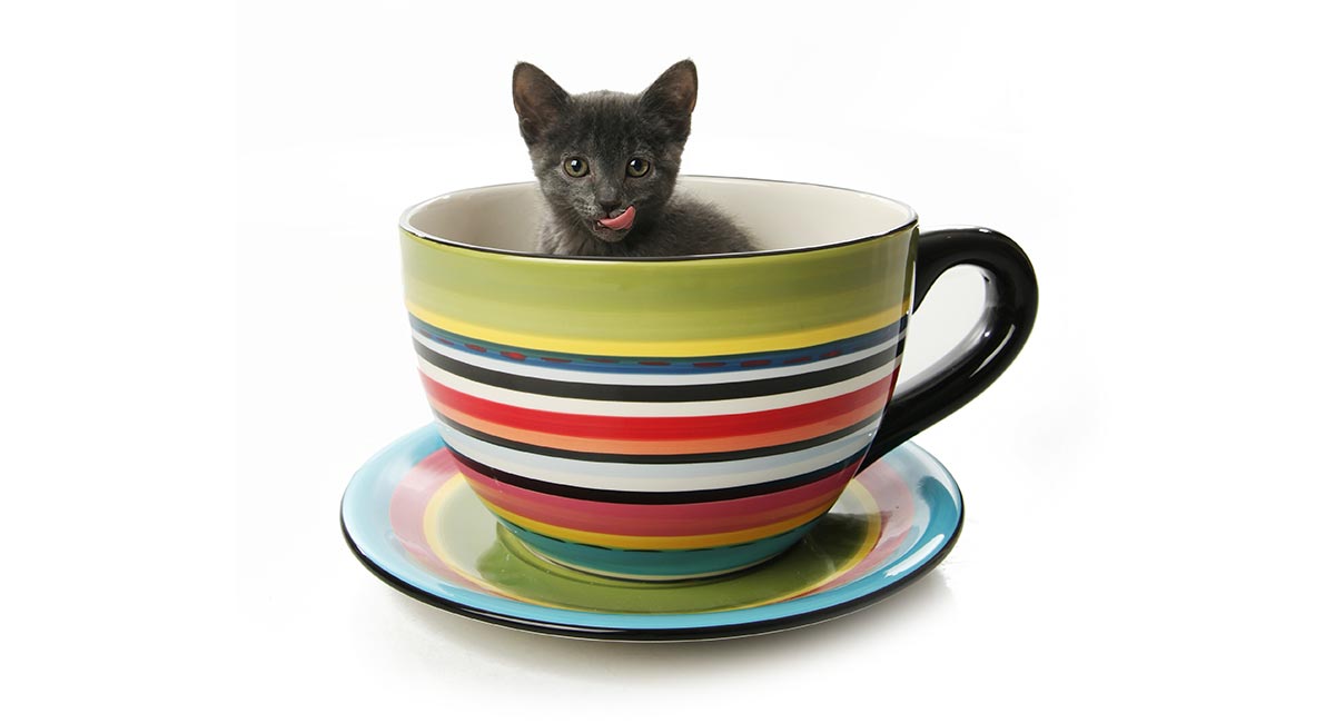 hypoallergenic teacup cats