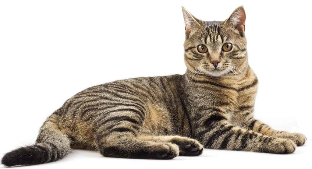 Tabby Cat Names - Inspiration And Ideas for Naming Your Tabby Kitty