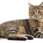 Tabby Cat Names - Inspiration And Ideas for Naming Your Tabby Kitty