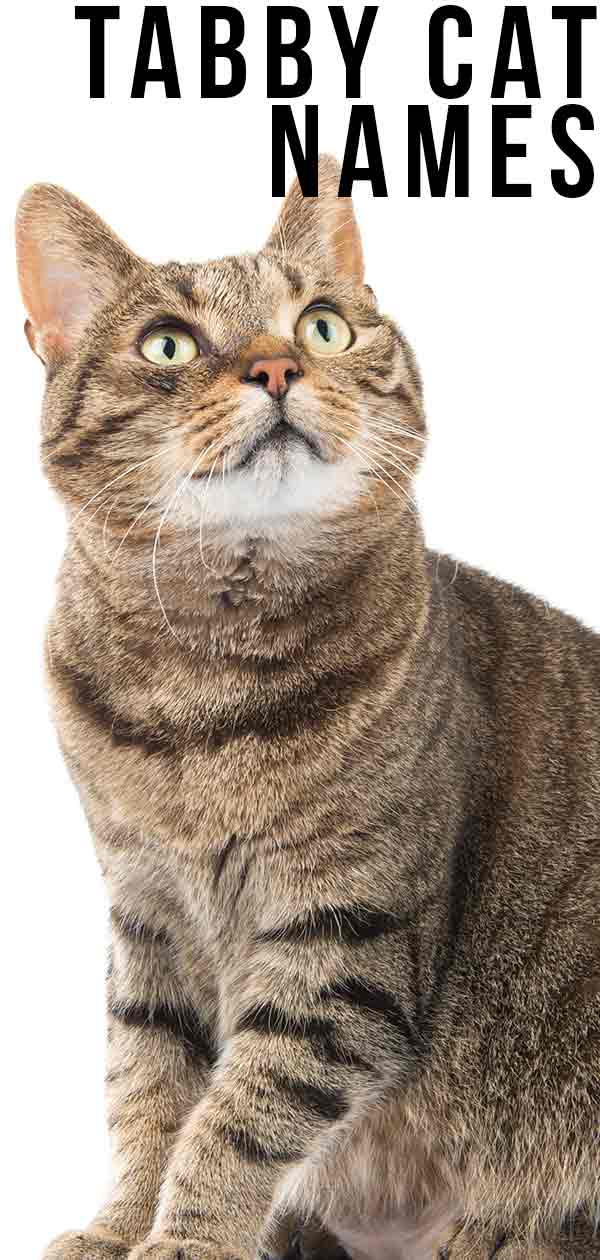 Tabby Cat Names - Inspiration And Ideas for Naming Your Tabby Kitty