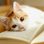 cat books